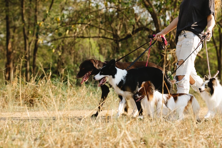 person walking dogs outside