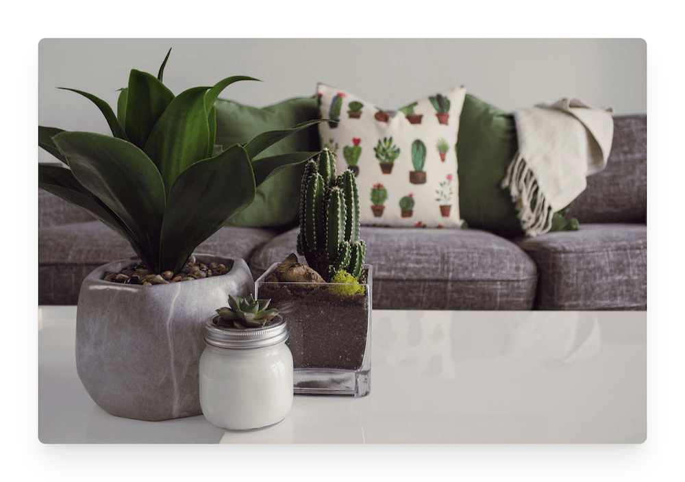 plants on table by couch