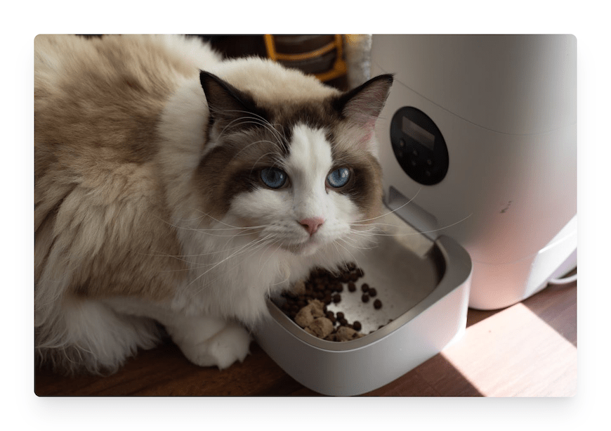 cat eating food from automatic feeder